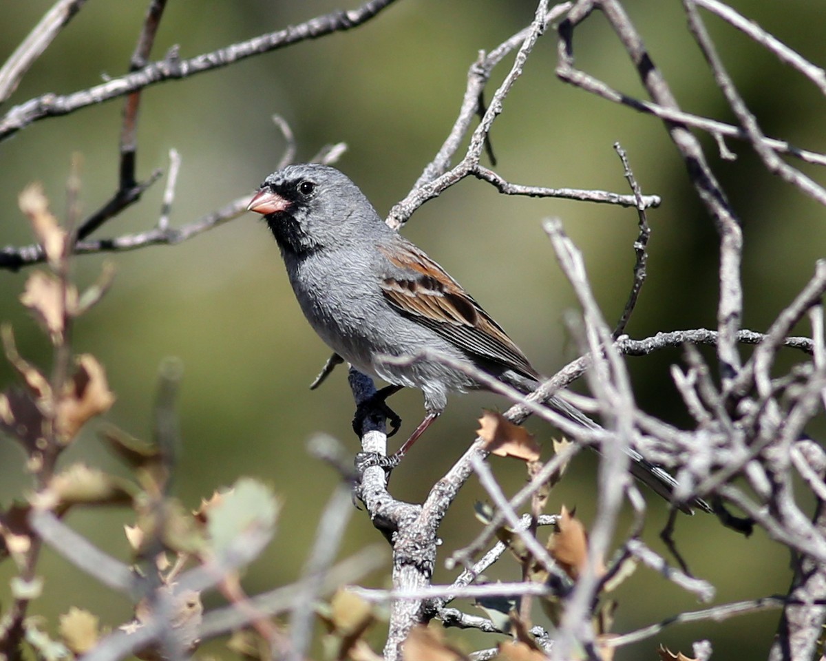 Black-chinned Sparrow - Marceline VandeWater