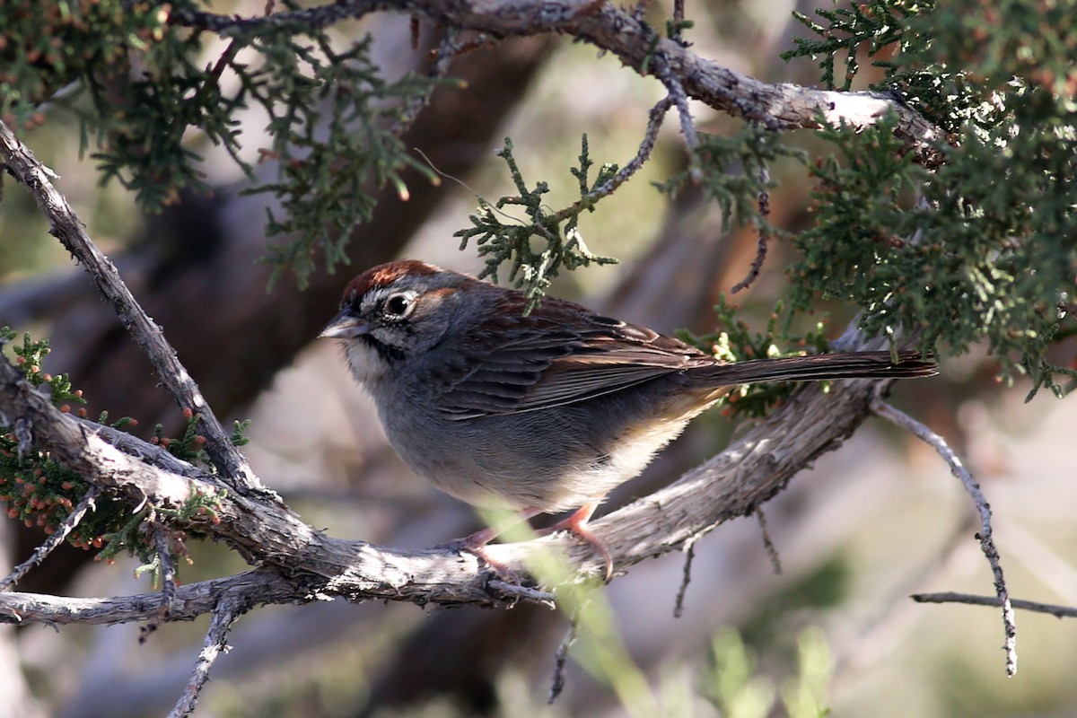 Rufous-crowned Sparrow - Marceline VandeWater
