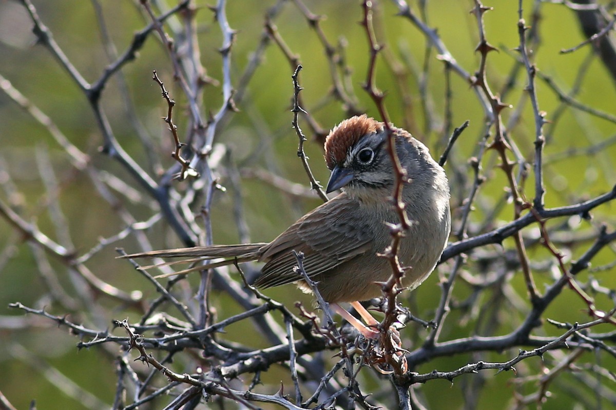 Rufous-crowned Sparrow - ML93011131