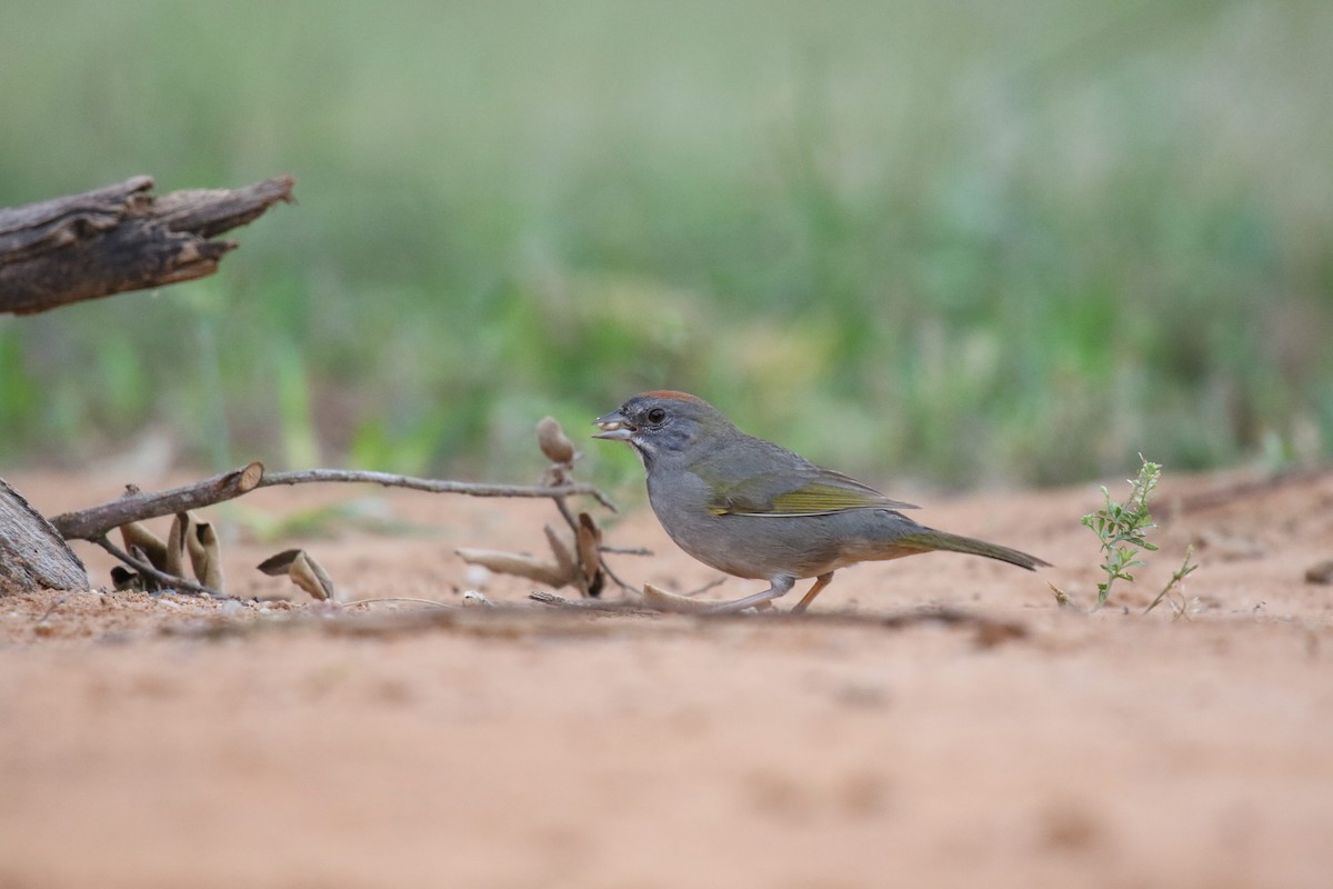 Green-tailed Towhee - Michael Libbe