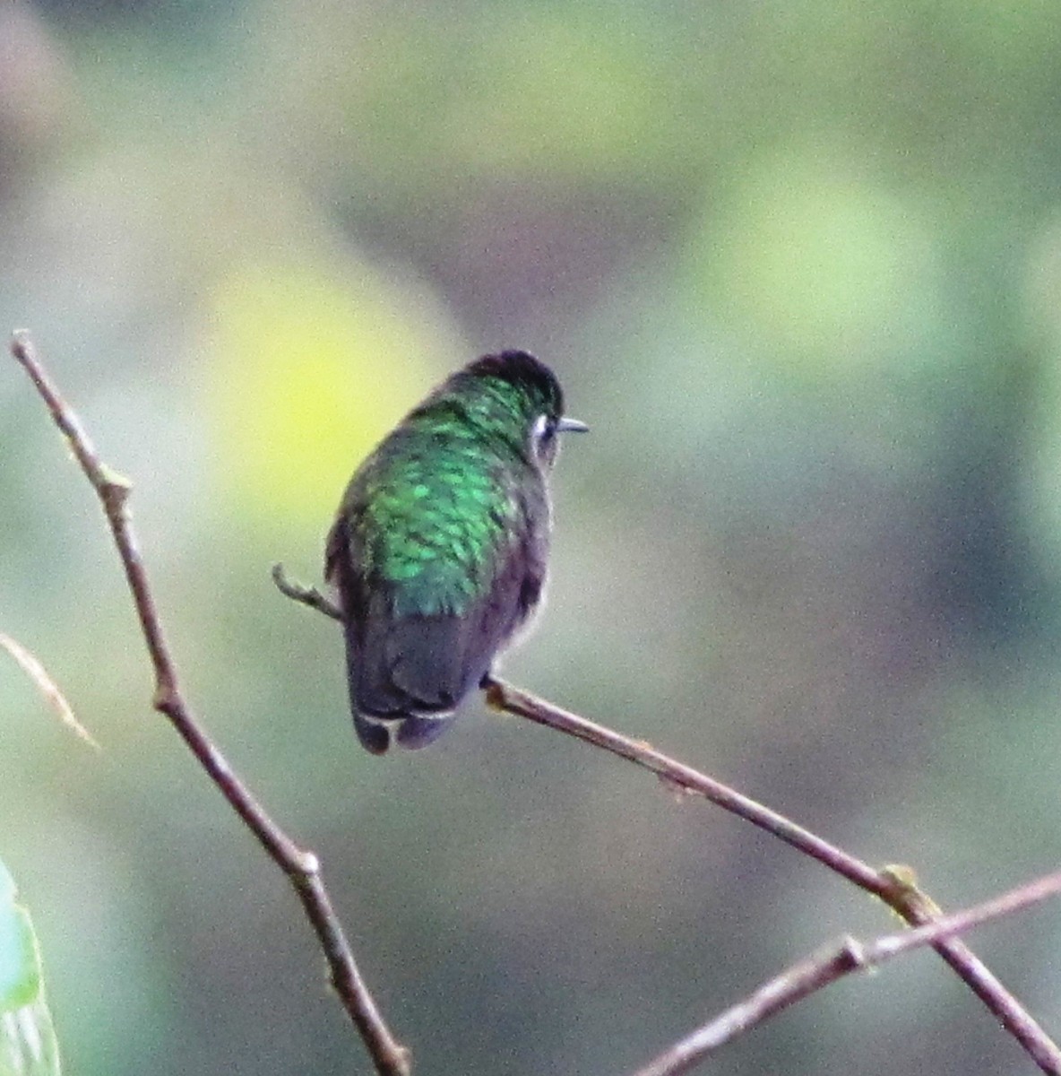 Emerald-chinned Hummingbird - Chico Muñoz