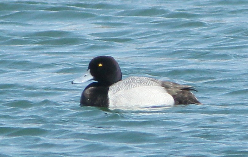 Greater Scaup - ML93012221