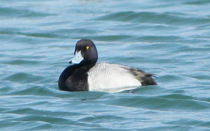 Greater Scaup - ML93012311