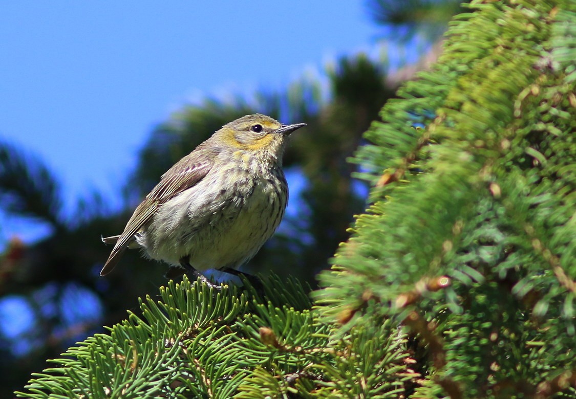 Cape May Warbler - ML93012631