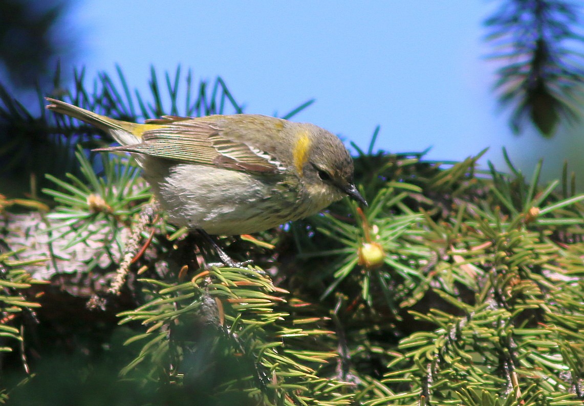 Cape May Warbler - ML93012641