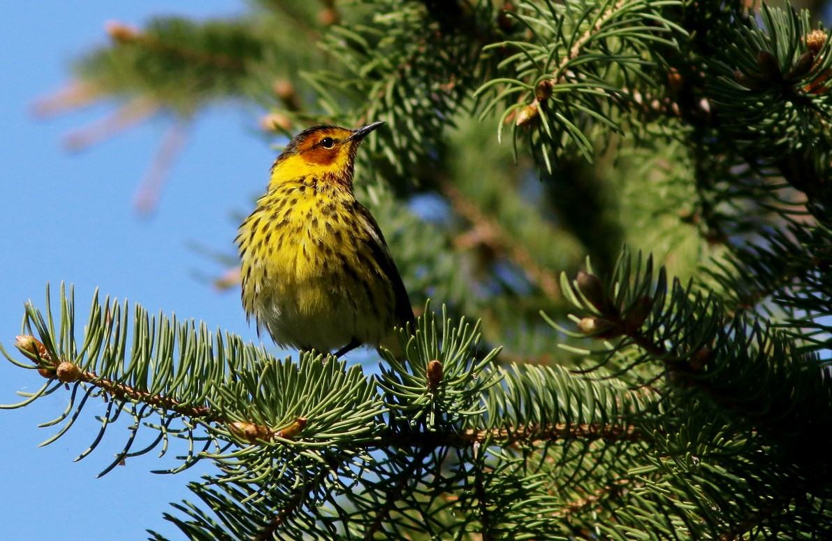 Cape May Warbler - ML93012651