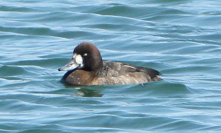 Greater Scaup - ML93012761