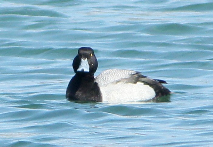 Greater Scaup - ML93012821