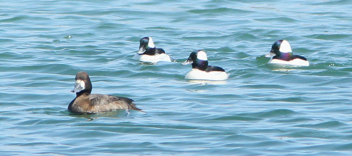 Greater Scaup - ML93012881