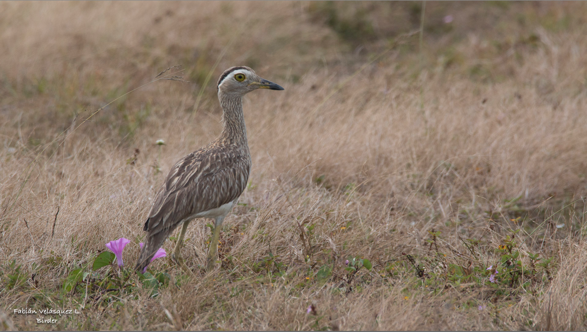 Double-striped Thick-knee - ML93015451