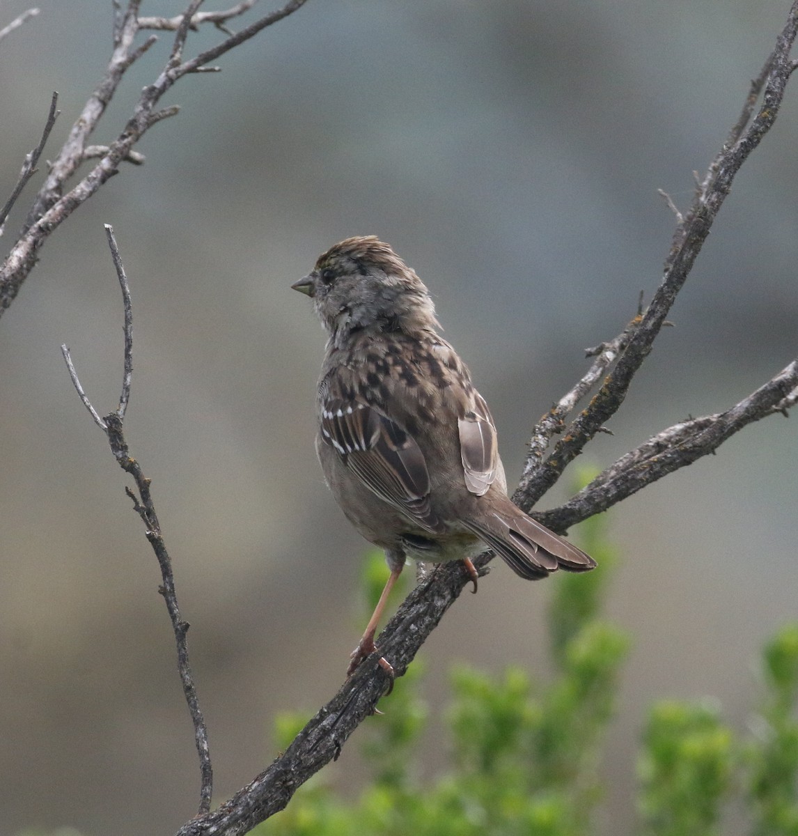 Golden-crowned Sparrow - ML93016521
