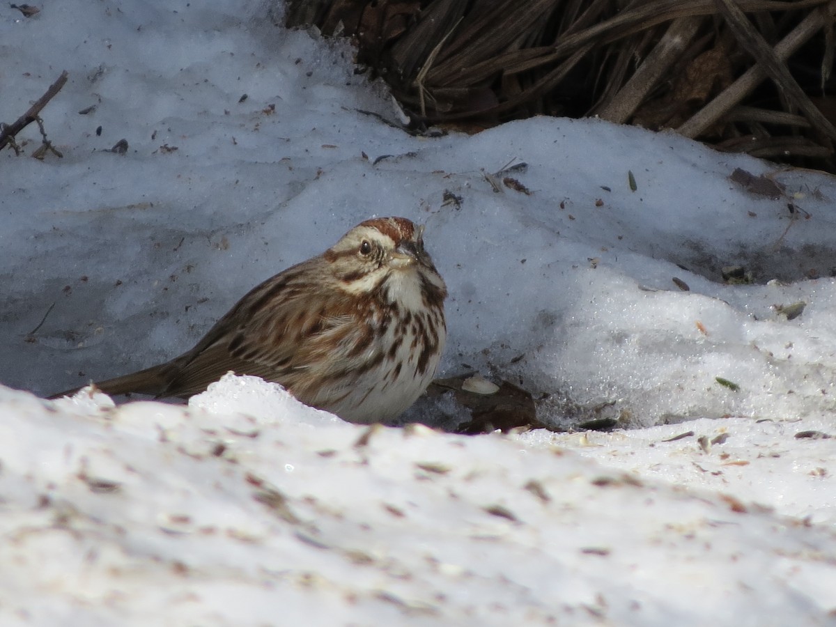 Song Sparrow - Jerry Smith