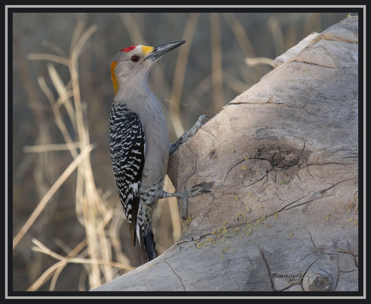 Golden-fronted Woodpecker - ML93020111