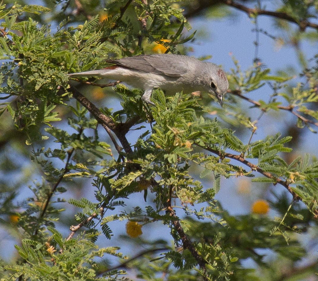 Lucy's Warbler - ML93020821