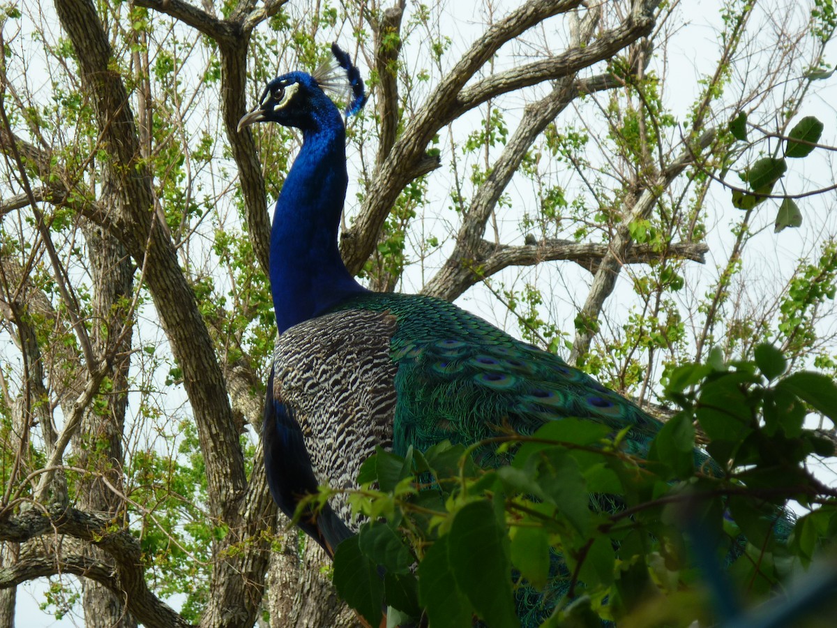 Indian Peafowl - S. Weber