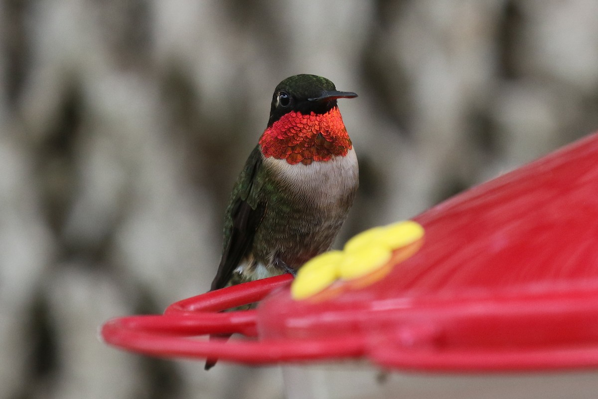 Ruby-throated Hummingbird - Dan Jones