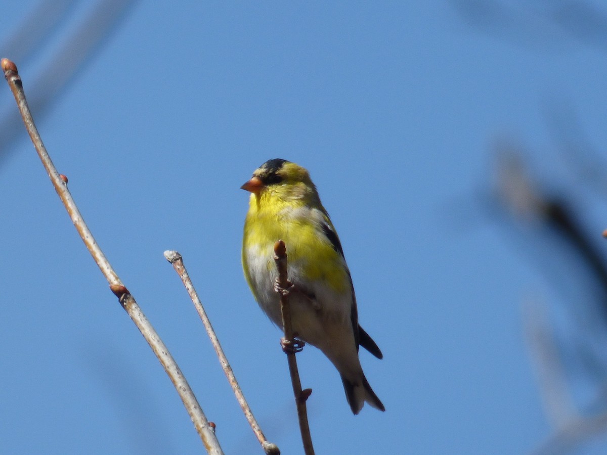 American Goldfinch - C Douglas