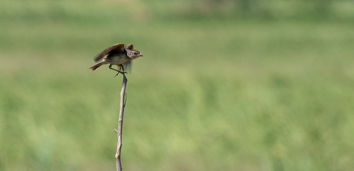 Singing Bushlark (Australasian) - Forest Botial-Jarvis