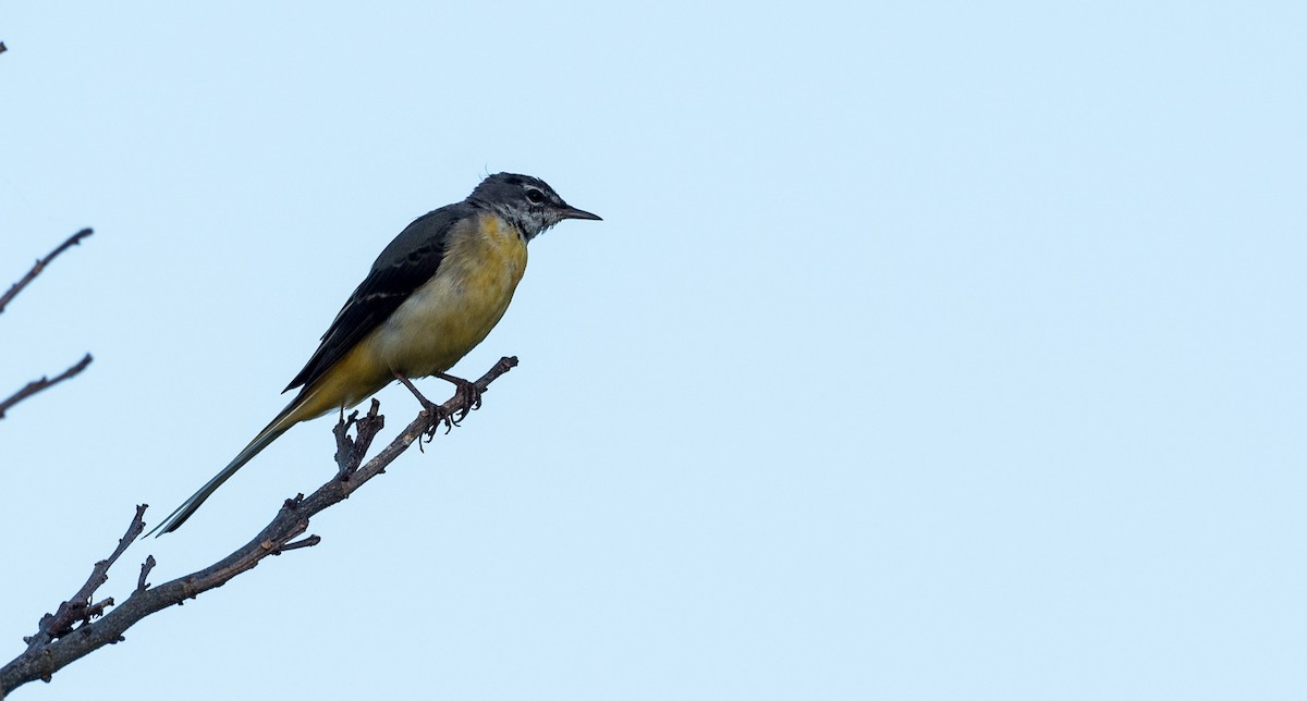 Gray Wagtail - Forest Botial-Jarvis