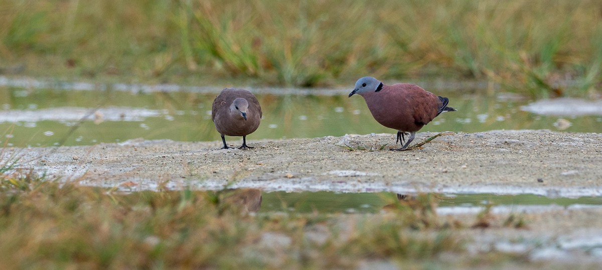 Red Collared-Dove - Forest Botial-Jarvis