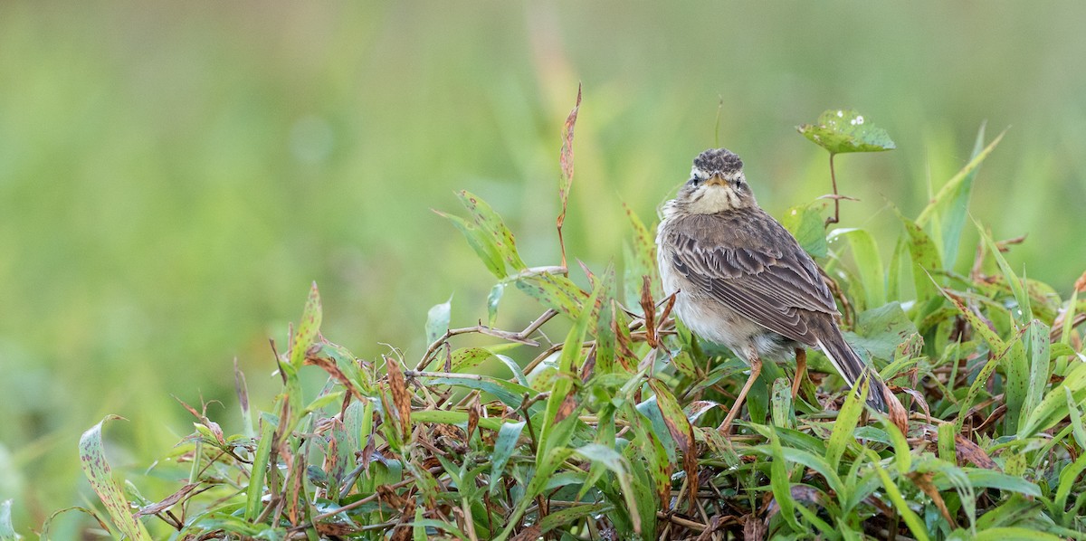 Paddyfield Pipit - Forest Botial-Jarvis