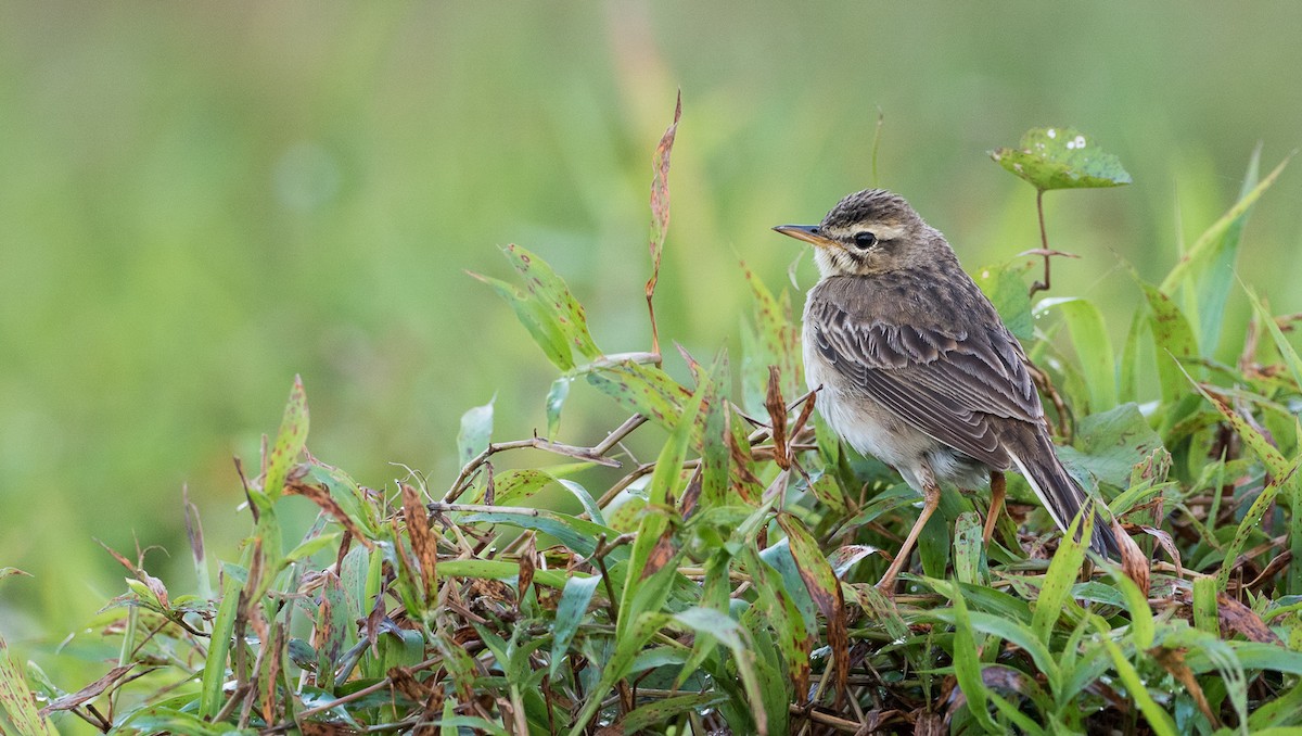 Paddyfield Pipit - Forest Botial-Jarvis