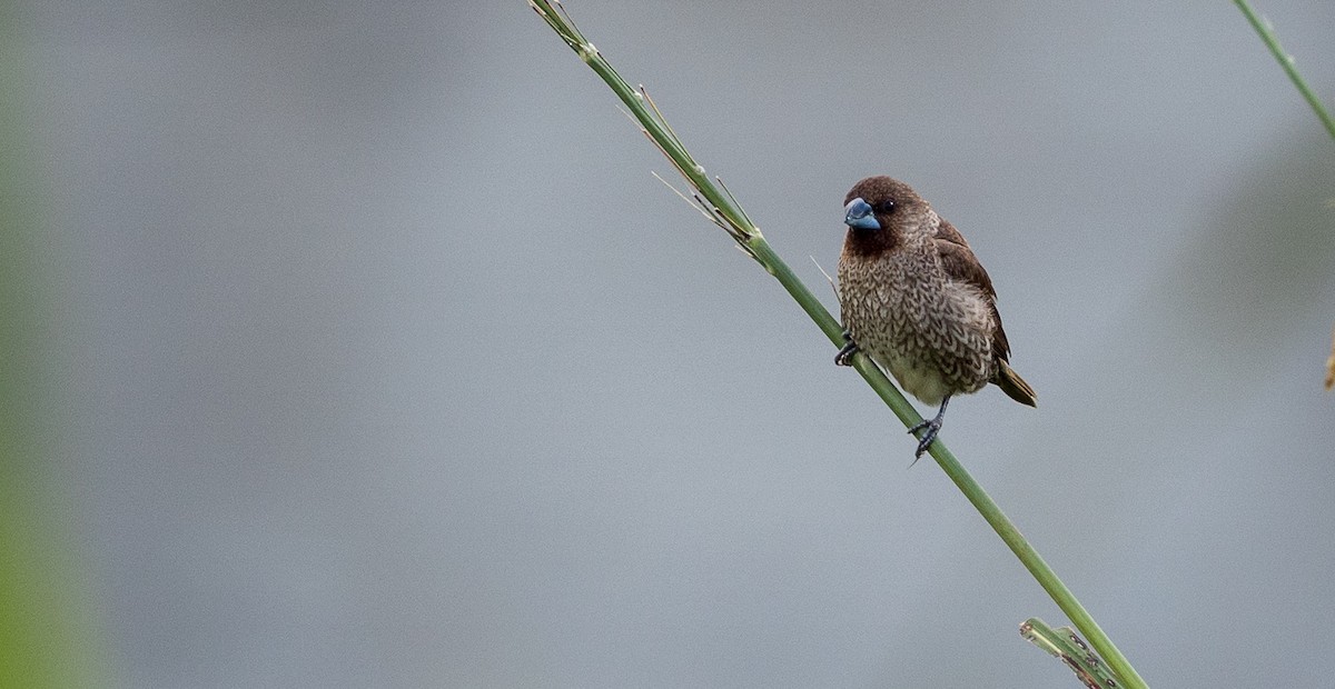 Scaly-breasted Munia - Forest Botial-Jarvis