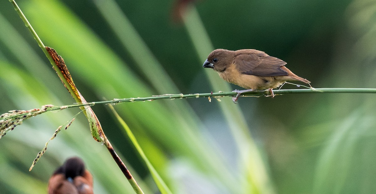 Chestnut Munia - Forest Botial-Jarvis