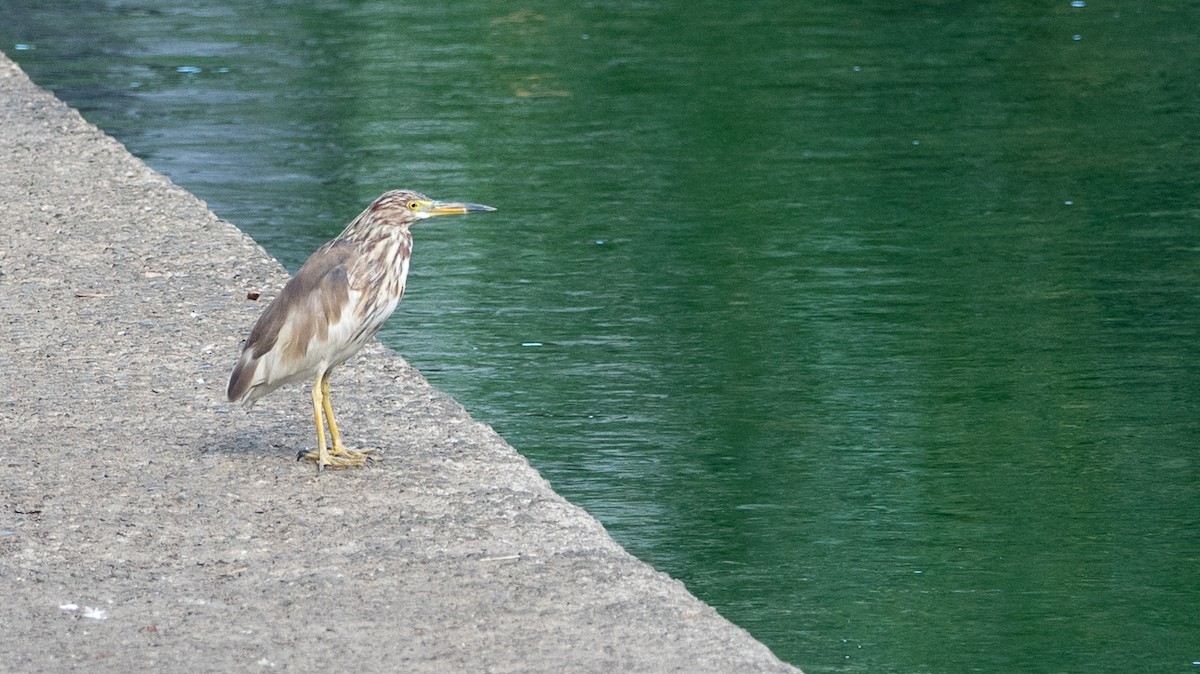Chinese Pond-Heron - Forest Botial-Jarvis