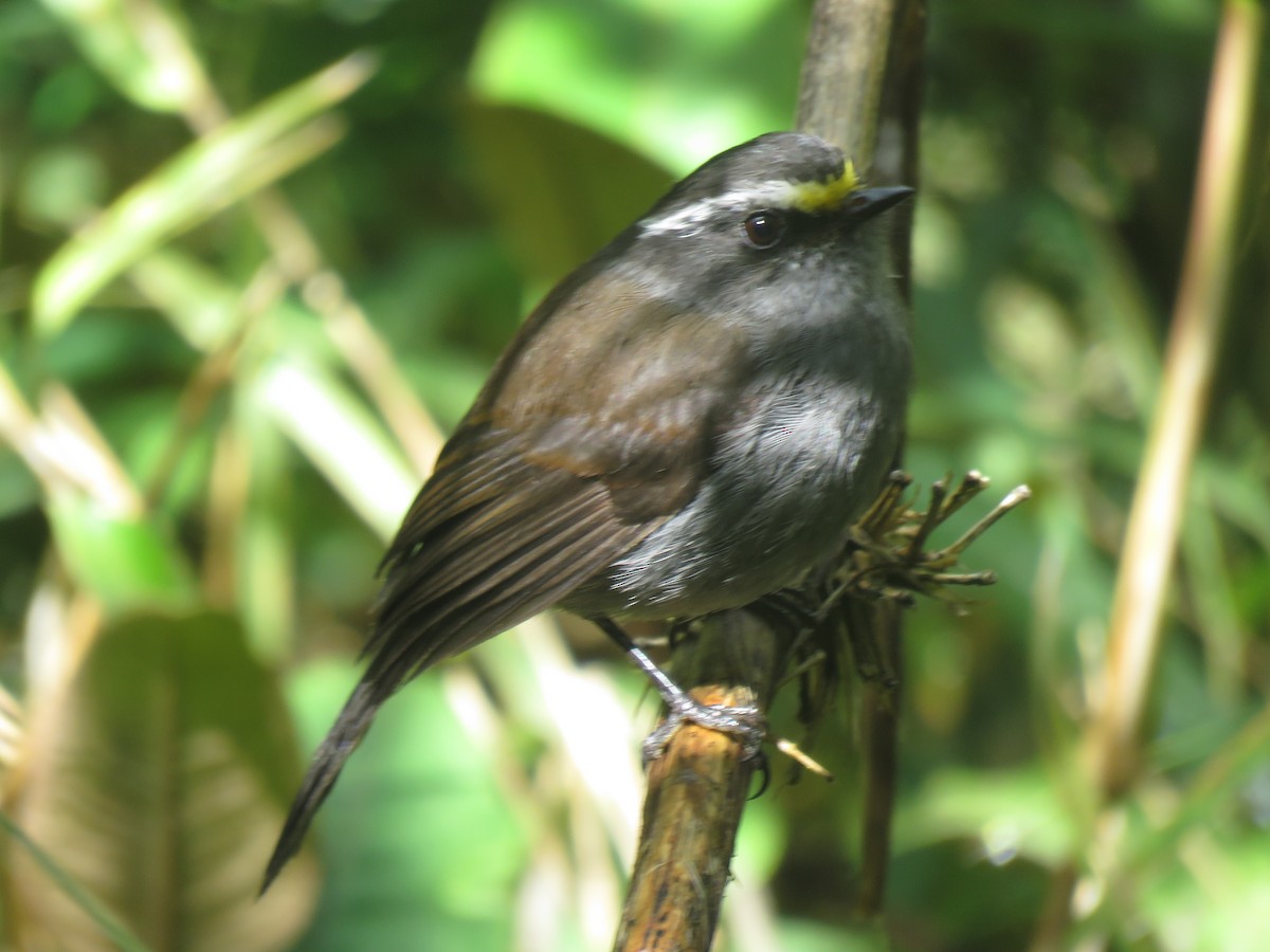 Crowned Chat-Tyrant (Crowned) - ML93033541