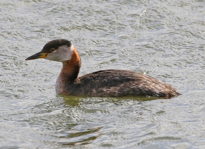 Red-necked Grebe - ML93034101