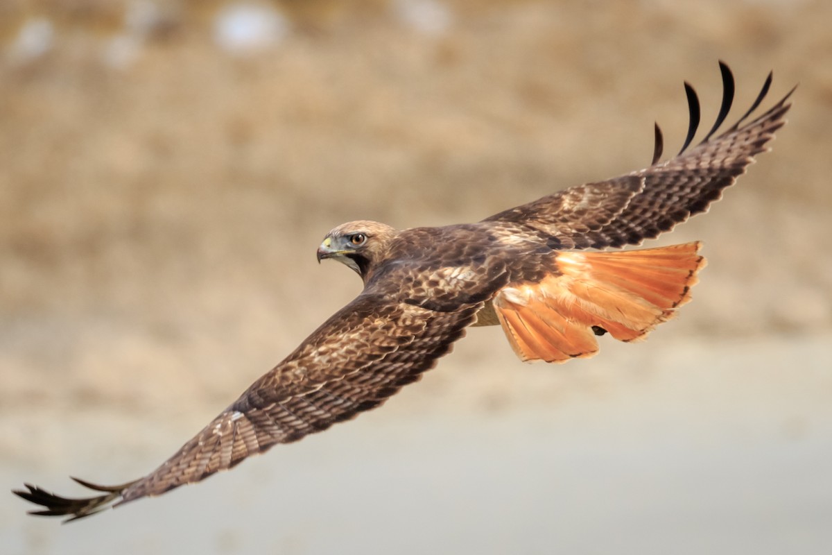 Red-tailed Hawk - Cassandre Crawford