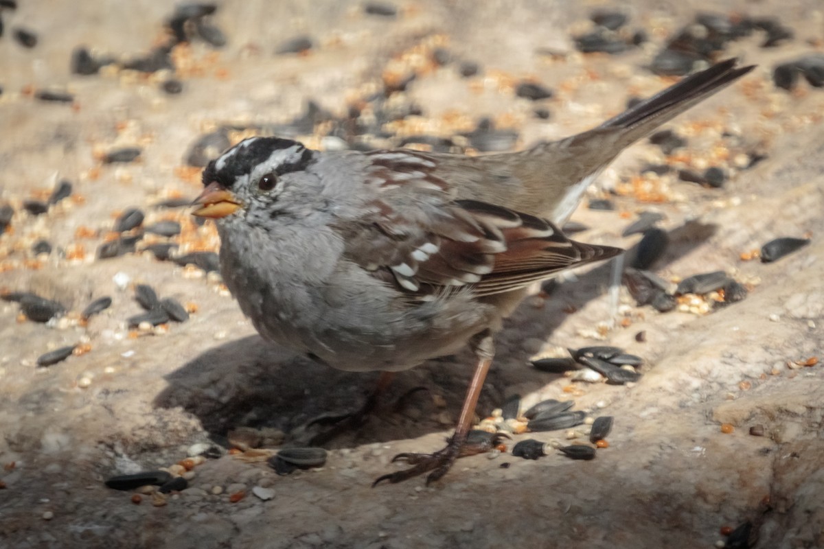 White-crowned Sparrow - Cassandre Crawford
