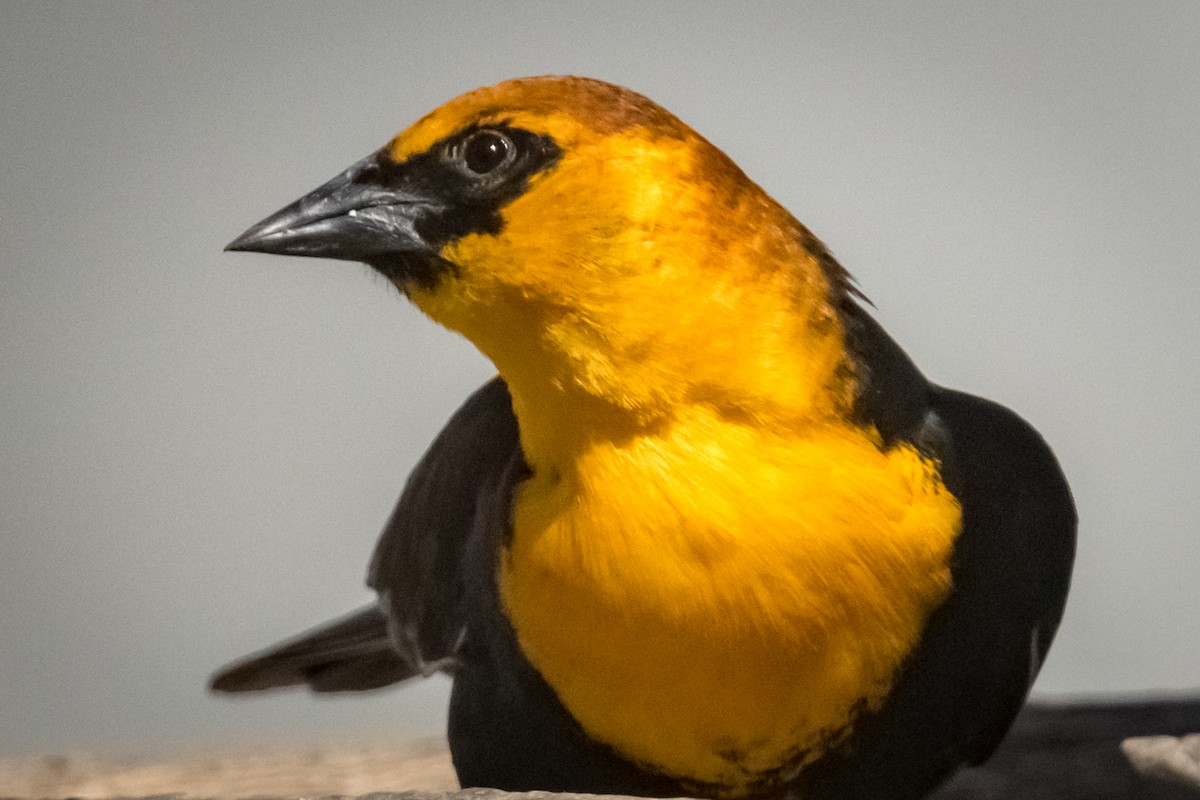 Yellow-headed Blackbird - Cassandre Crawford