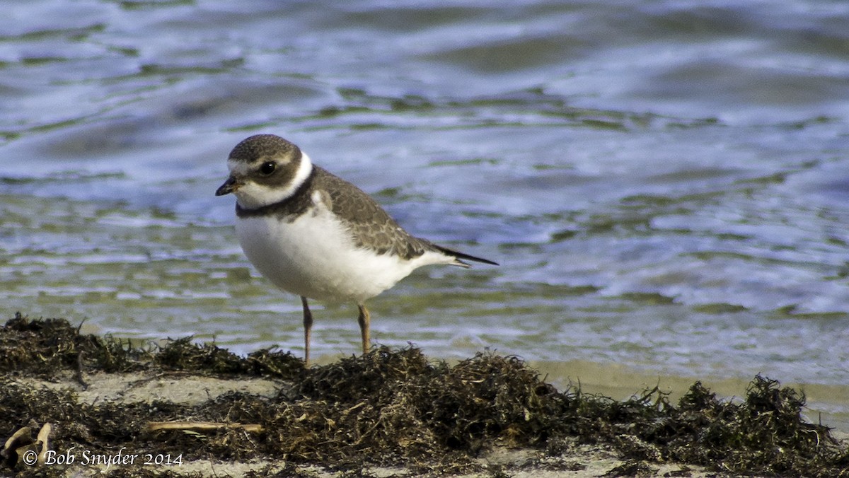Semipalmated Plover - Robert Snyder