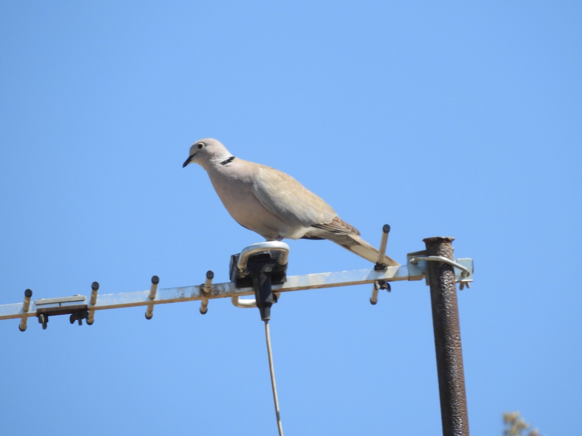 Eurasian Collared-Dove - Saravana Moorthy