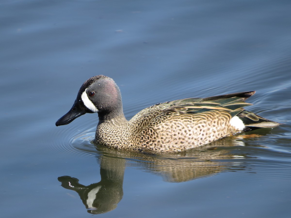 Blue-winged Teal - Bill Nolting