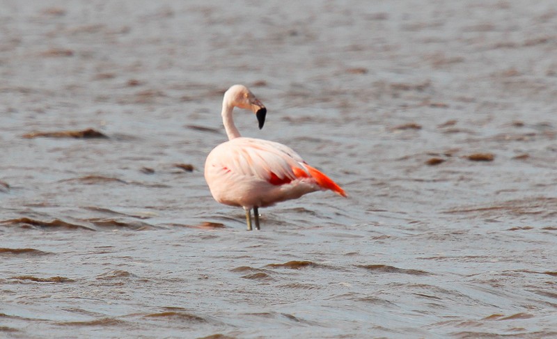 Chilean Flamingo - Micky Reeves