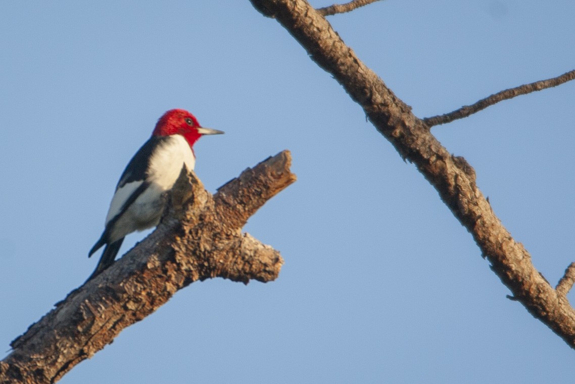 Red-headed Woodpecker - Madeleine Ely