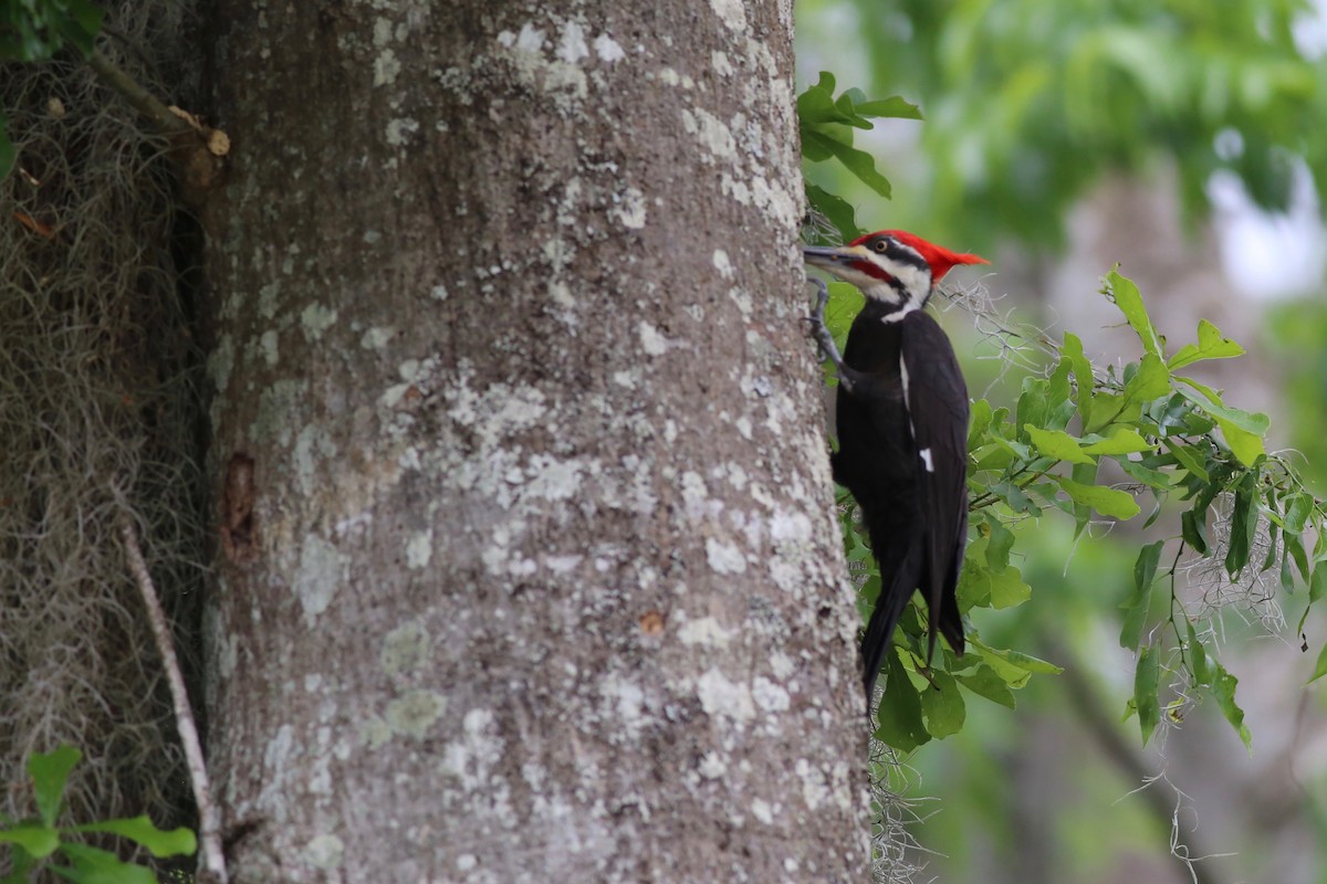 Pileated Woodpecker - ML93046101