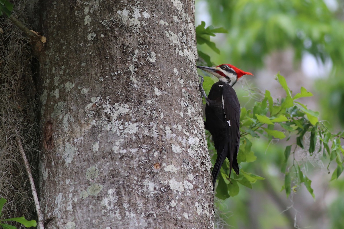 Pileated Woodpecker - Peter Hosner