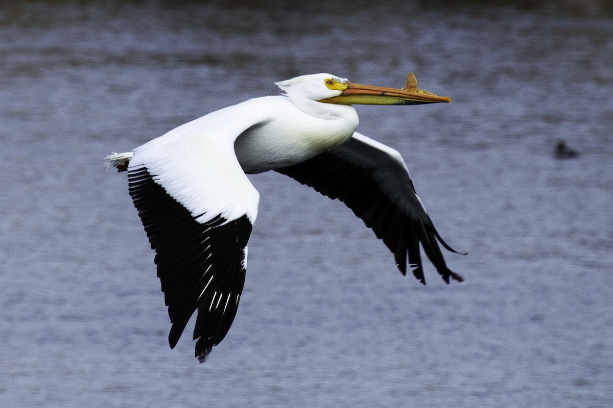 American White Pelican - Andrew Hart