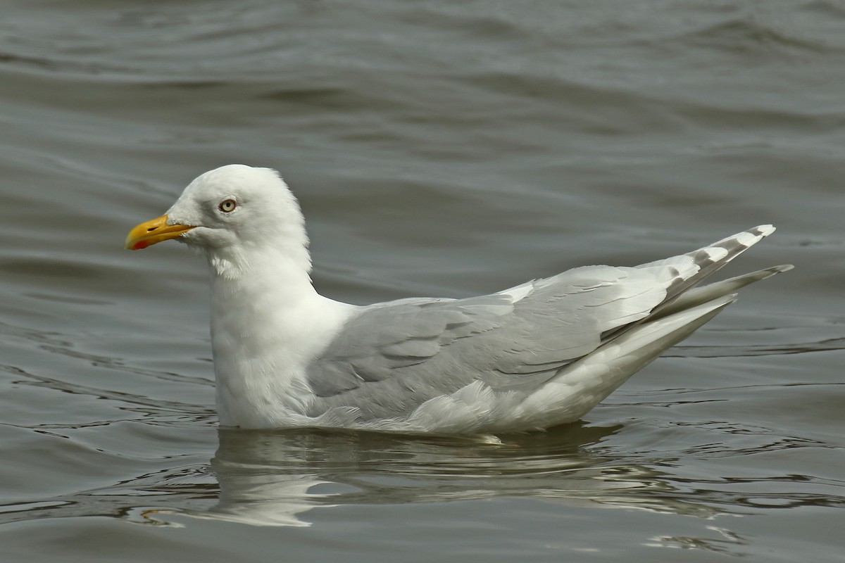 Iceland Gull (kumlieni) - Joe Wing