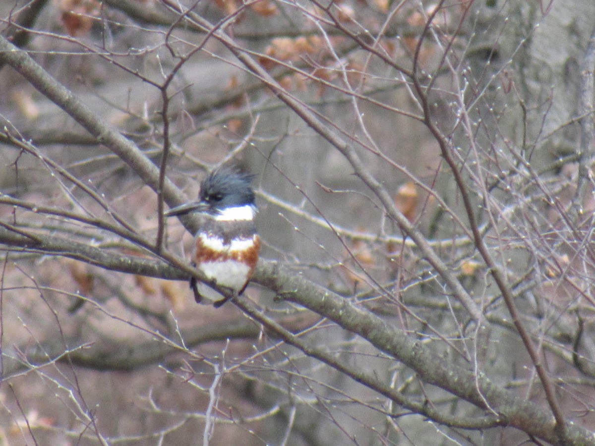 Belted Kingfisher - ML93053621