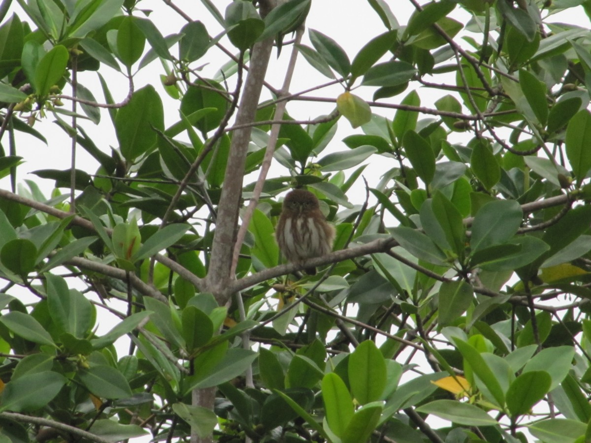 Peruvian Pygmy-Owl - Adrian Hinkle