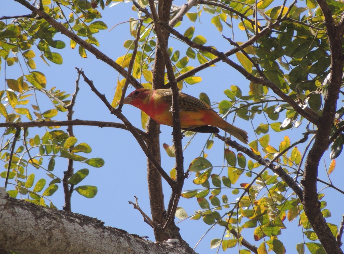 Summer Tanager - Kate Swaby