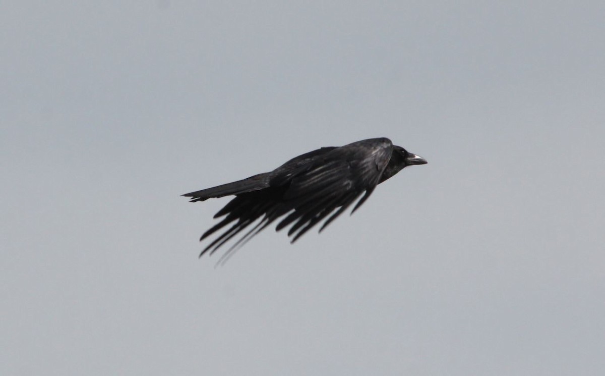 American Crow - 🦅 ꙅɒᴎoɔiʜƆ ʏɔɒɿT 🦃