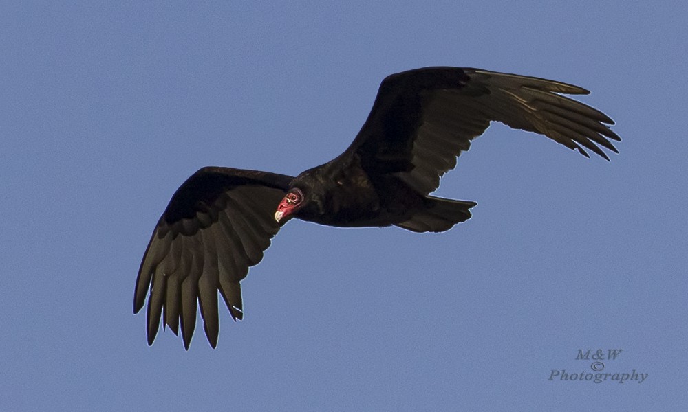 Turkey Vulture - ML93060651