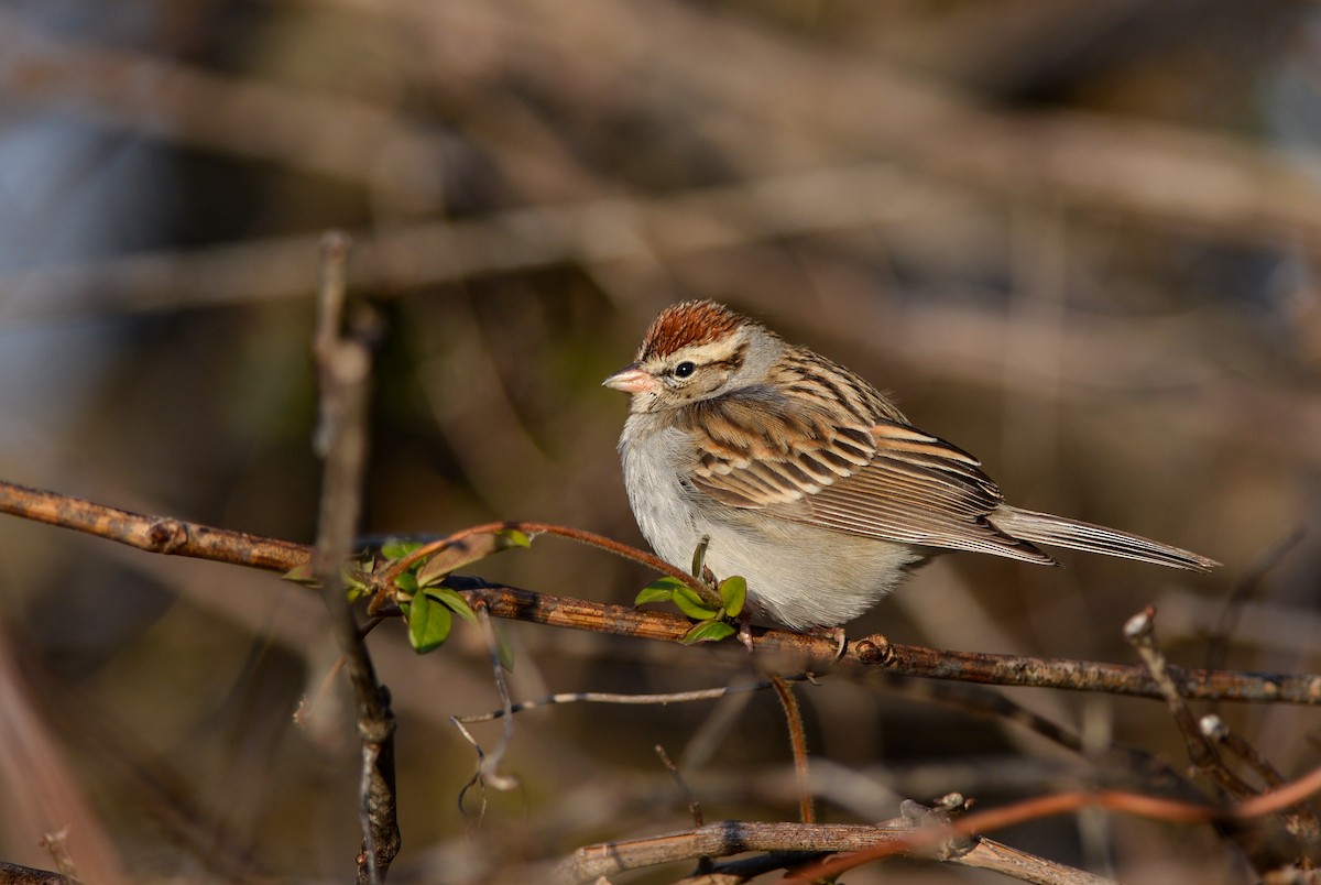Chipping Sparrow - Daniel Irons