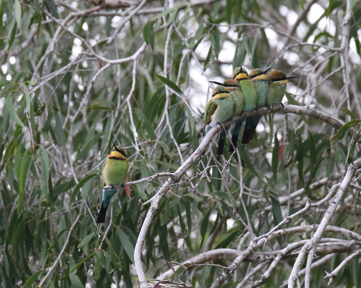 Rainbow Bee-eater - Chris Barnes
